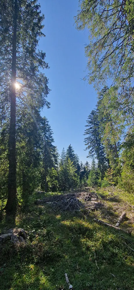 sylviculture-Petite Landoz